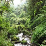 nyungwe-forest